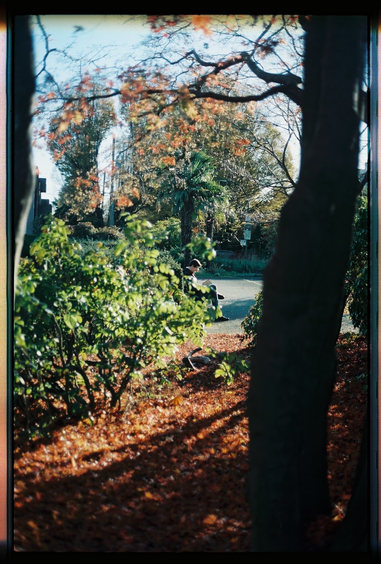 vancouver in the fall, captured on film