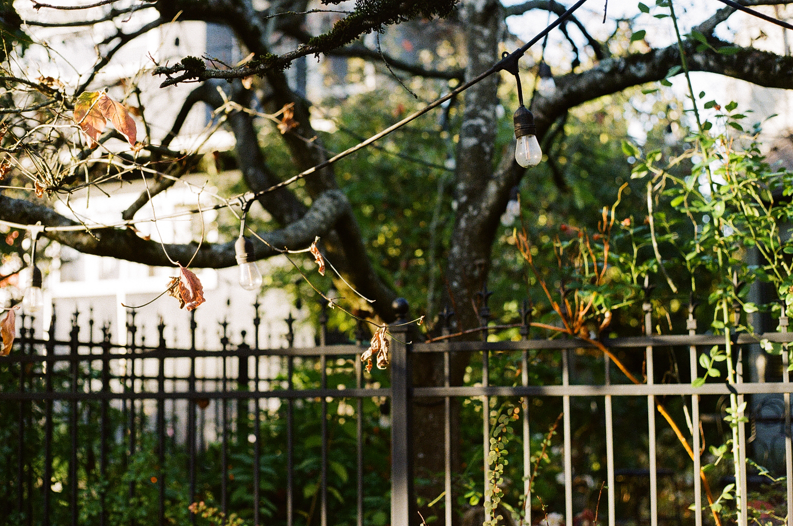 vancouver in the fall, captured on film