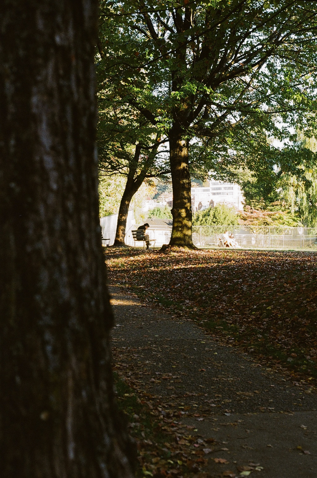 vancouver in the fall, captured on film
